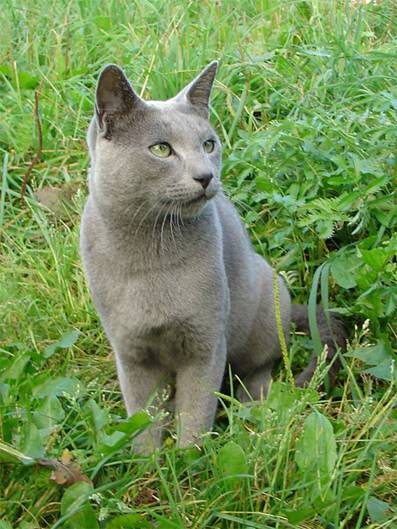 Русский голубой кот Дарс 1,5 года 