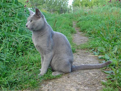 Русский голубой кот Дарс 1,5 года 3