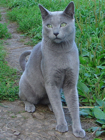 Русский голубой кот Дарс