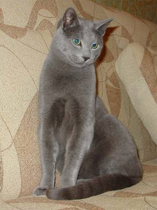 Русский голубой кот Дарс, 10 мес  2