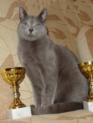 Русский голубой кот Дарс, 10 мес,  первые победы10 мес,