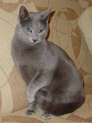 Русский голубой кот Дарс, 10 мес,  