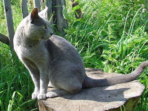 Русский голубой кот Дарс 1,5 года 1