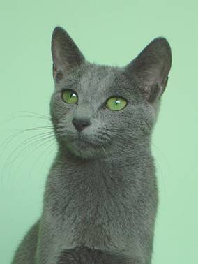 Русская голубая кошка Жоли 1 год  портрет